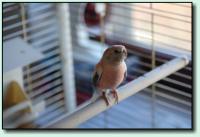 Robbi