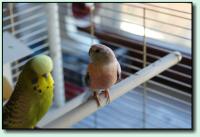 Robbi