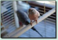 Robbi