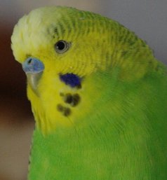 Nori