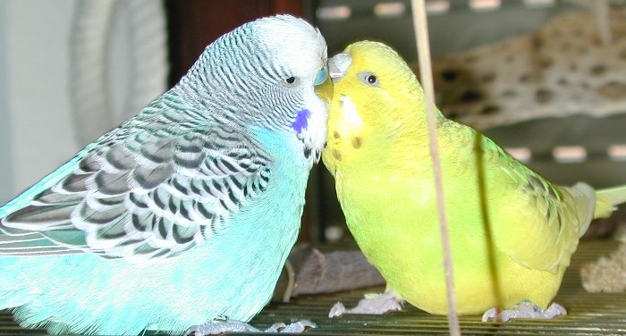 Billy und Diva