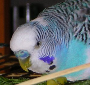 Max