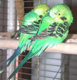 Susi (II) und Tuxi
