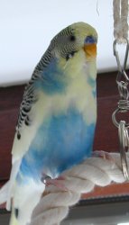 Harlekin