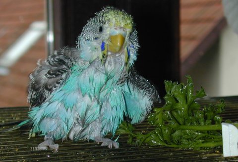 Beim Baden