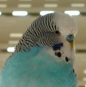 Billy II