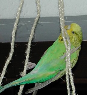 Goliath