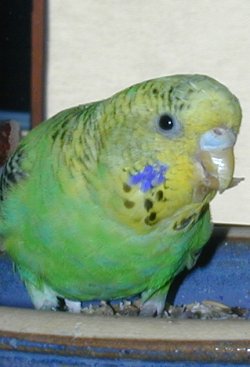 Susi (II)