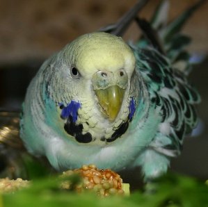 Fritzi