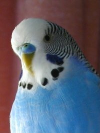 Moritz