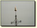 Wetterhahn 135x Zoom 2