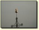 Wetterhahn 135x Zoom 3