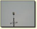 Wetterhahn 120x Zoom 1
