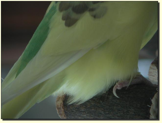 Diva mit Spektiv
