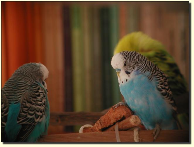 Drei V&ouml;gel mit Spektiv (x15)