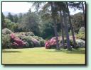 Rhododendron