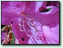 Rhododendron