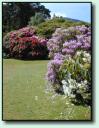 Rhododendron