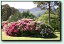 Rhododendron