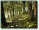 Waldweg