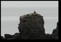 Seeadler