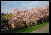 Kirschbluete