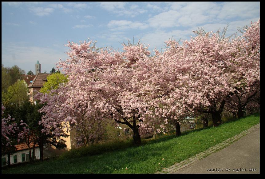 Kirschbluete