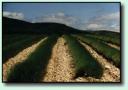 Lavendel-Feld