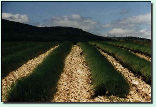 Lavendel-Feld