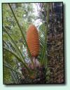 Palme