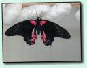 Schmetterling