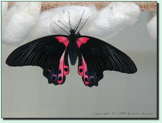 Schmetterling