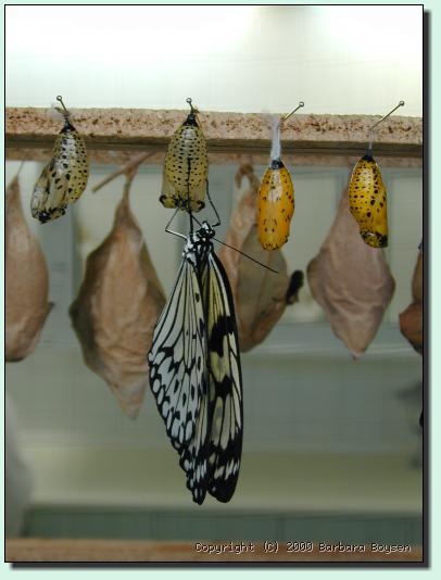 Kokons