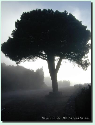 Gegenlicht