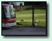 Schafe am Bus