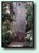 Yaka-Kauri