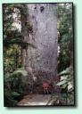 Yaka-Kauri
