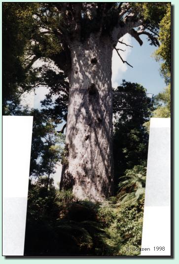 Tane Mahuta