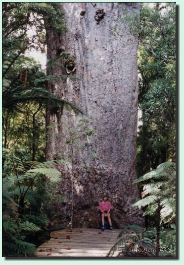 Yaka-Kauri