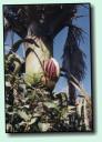 Nikau-Palmen