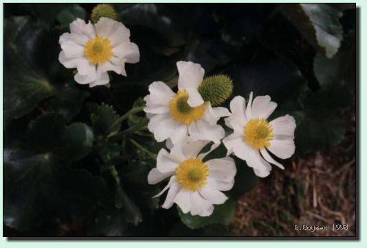 Neuseeland-Butterblumen