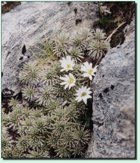 Neuseeland-Edelweiss