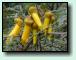 Kowhai		