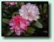 Rhododendron