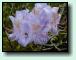 Rhododendron