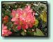 Rhododendron
