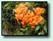 Rhododendron