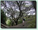 Pohutukawa-Baum
