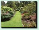 Rhododendron