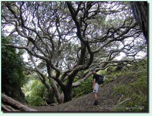 Pohutukawa-Baum